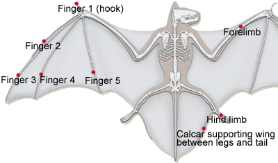 skeleton.gif