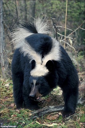 Skunk-Bear--14394.jpg