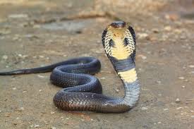 snake, cobra.jpg