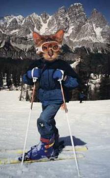 snowcat2.jpg