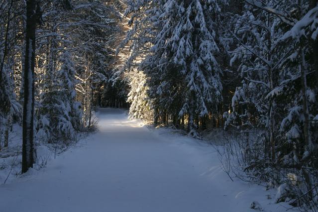 snowyforest.jpg