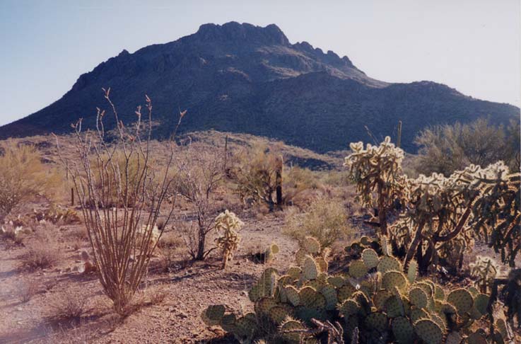 sonoran2.jpg
