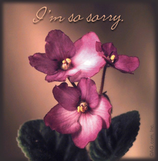 sorry.jpeg