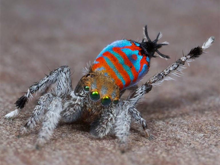 sparklemuffin.jpg