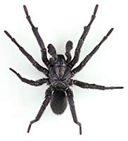 spider-goodpic.jpg