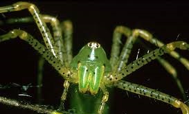 spider.jpg