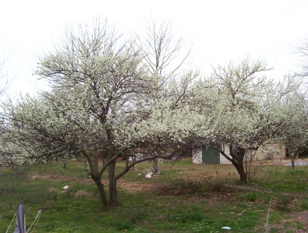 spring.jpg