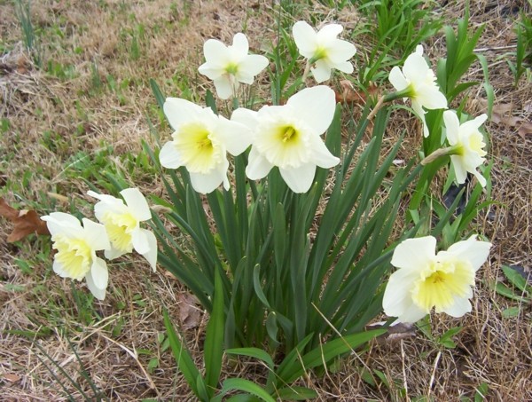 spring1.jpg