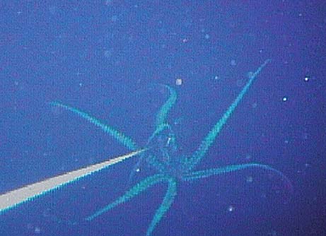 squid2.jpg