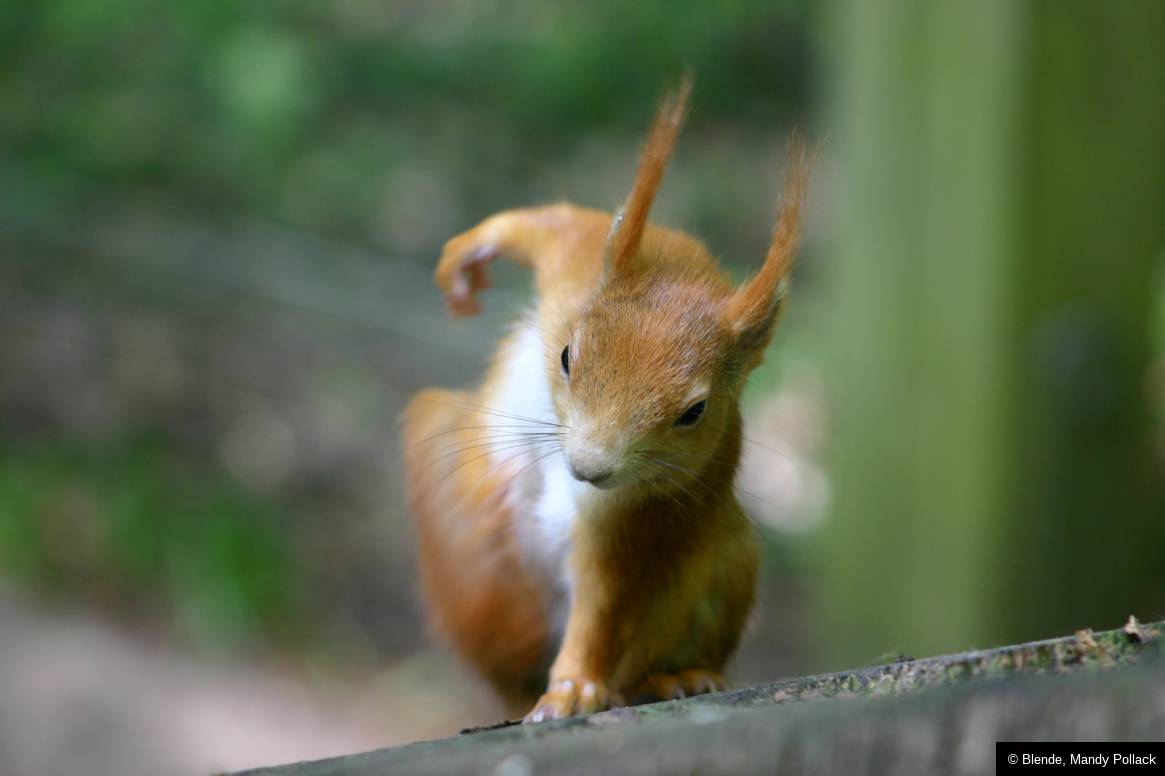 Squirrel Superhero.jpg