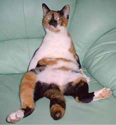 suzy\'s-cat-2.jpg
