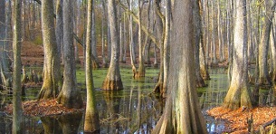 Swamp.jpg