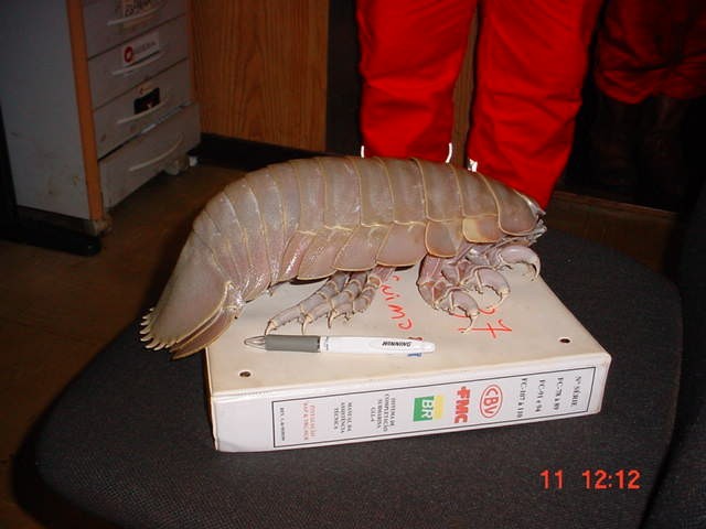 Tatui1.jpg