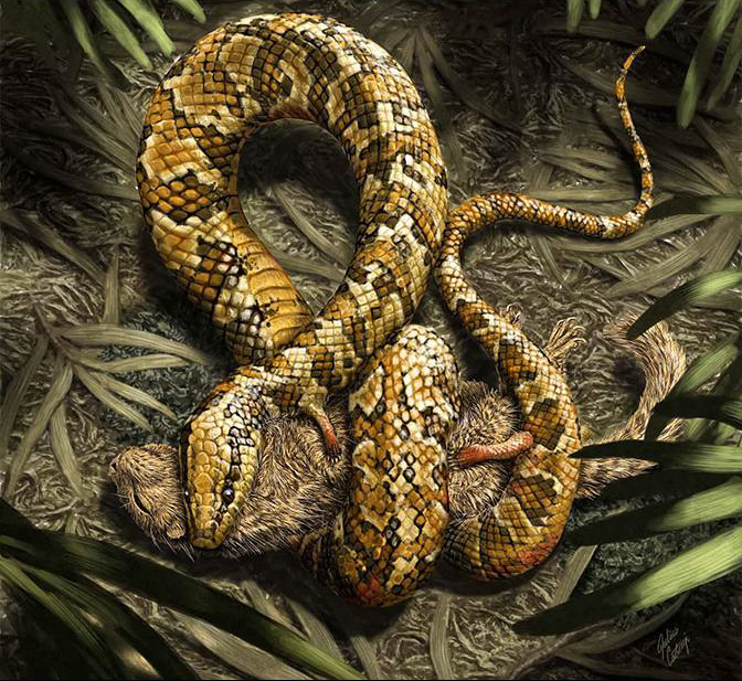Tetrapodophis 5.jpg