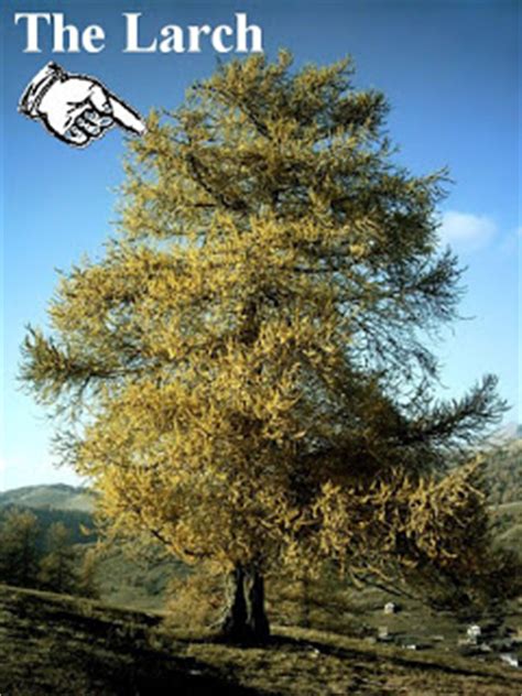 the larch.jpg