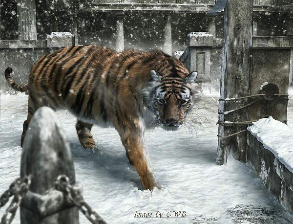 Tiger.jpg