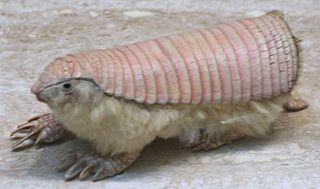 tmp_14222-Pink_Fairy_Armadillo_(Chlamyphorus_truncatus)_(cropped)882574104.jpg