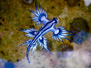 tmp_3376-Blue_dragon-glaucus_atlanticus_(8599051974)-1006022159.jpg