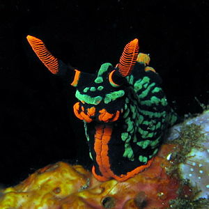 tmp_3376-Nudibranch_-_Nembrotha_kubaryana882574104.jpg