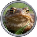 Toad.png
