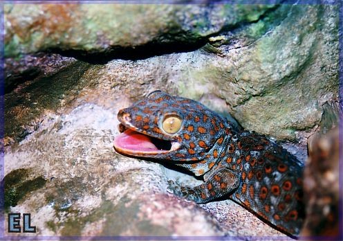 tokay.JPG