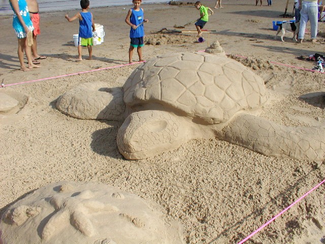 tortoise 1 small.JPG