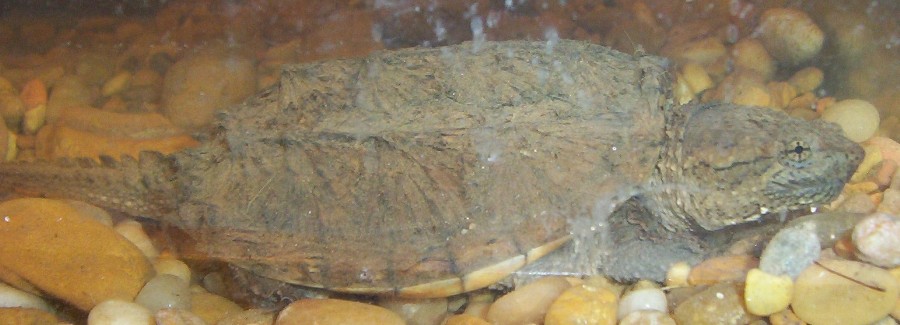 turtle.JPG