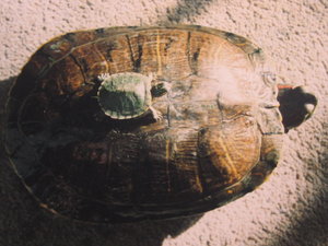 Turtles.jpg