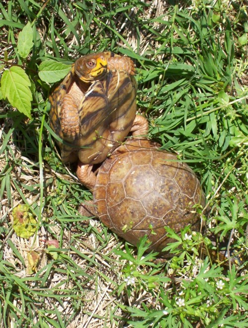 turtlesandorcs_0016.jpg