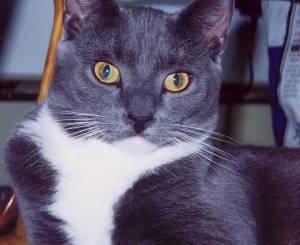 TUX.JPG