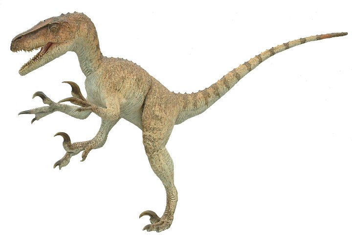 Utahraptor020.jpg