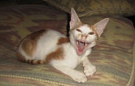 vampire.jpg