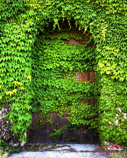 Vine_Covered_Door.jpg