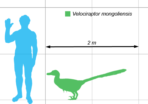 Vraptor-scale.png