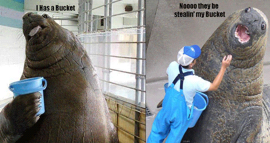 walrus bucket.gif