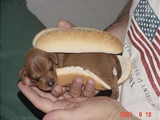 weinerdog.jpg