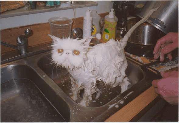 wetcat.jpg