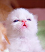 whitekitten1_sm.jpg