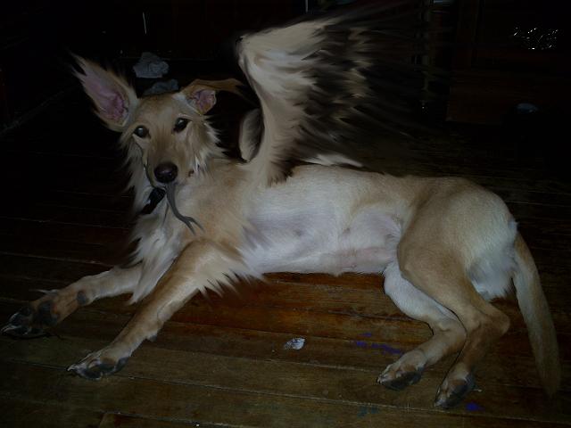 winged_snake_dog____i_think____by_rainy_j.jpg