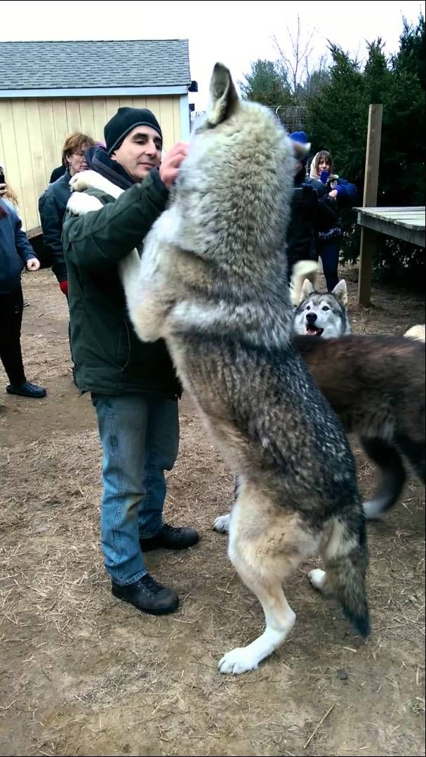 Wolf+Human.jpg