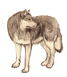 Wolf.jpg