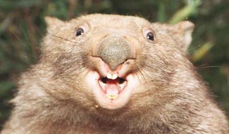 wombat.jpg