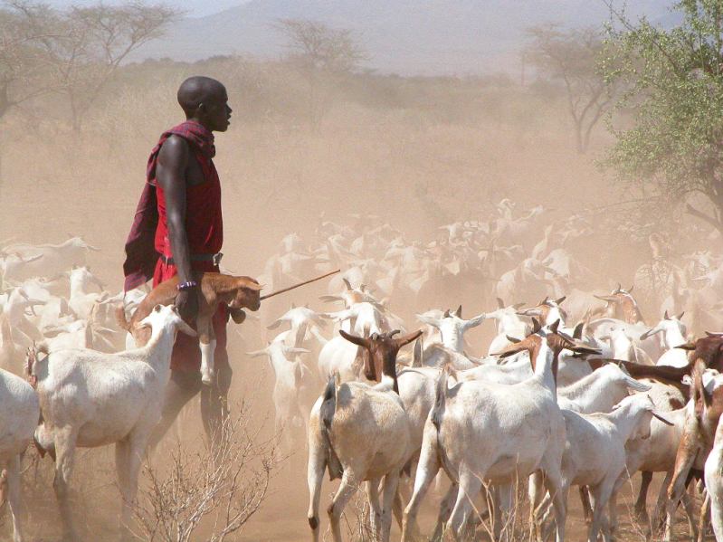 Young-Maasai-herder-sees-a-future-in-pastoralism-gritty.org_.jpg